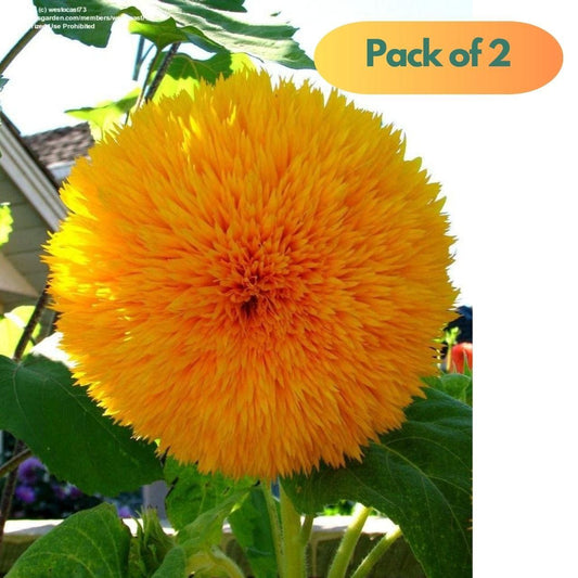 40 Pcs Sunflower Organic Seeds Pack of 2